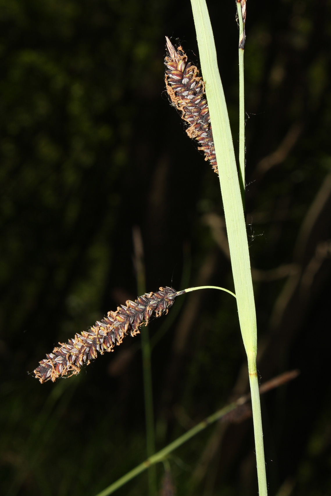 Carex nigra / Carice fosca
